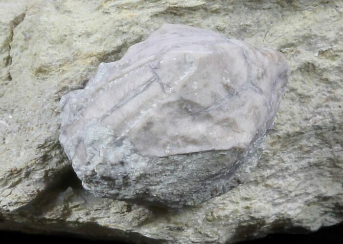 Blastoid (Pentremites) Fossil - Illinois #60129